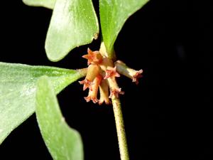 Hoya manipurensis