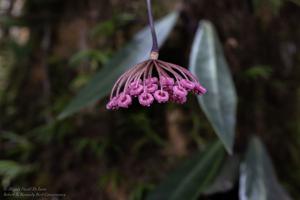 Hoya pulchra