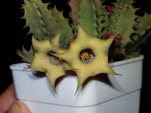 Huernia blyderiverensis