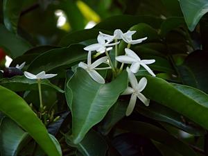 utils/thumbs/Apocynaceae/Kopsia_2oKcfQ5ThQJQsfSkYuewhL.jpg