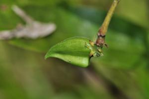 Kopsia angustipetala