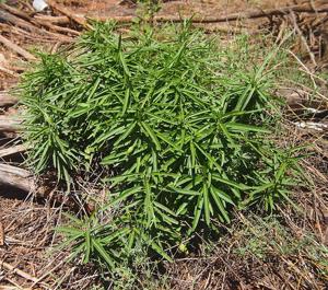 Marsdenia australis