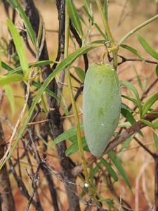 Marsdenia australis