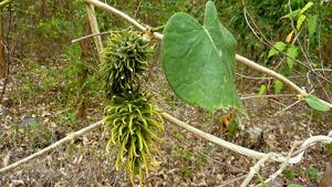 Matelea ganglinosa