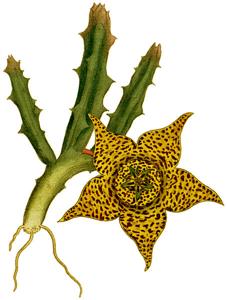 Orbea variegata