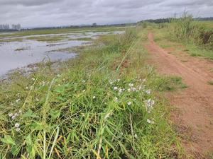 Oxystelma esculentum