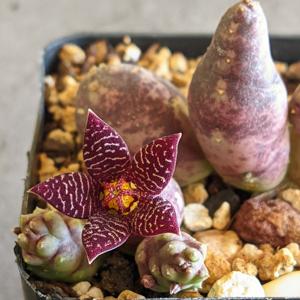 Piaranthus geminatus subsp. geminatus