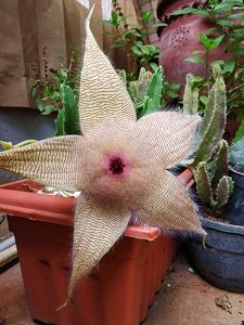 Stapelia gigantea