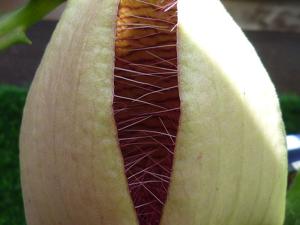 Stapelia grandiflora