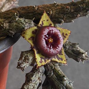 Stapelianthus keraudreniae