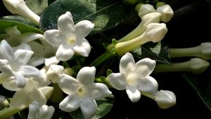 Stephanotis floribunda