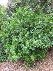 Strophanthus speciosus