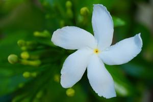 utils/thumbs/Apocynaceae/Tabernaemontana_CNhKvJW4ip3XMr4ETVFg9m.jpg