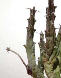 Tridentea gemmiflora