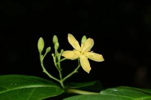 Wrightia viridiflora