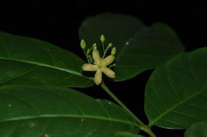 Wrightia viridiflora