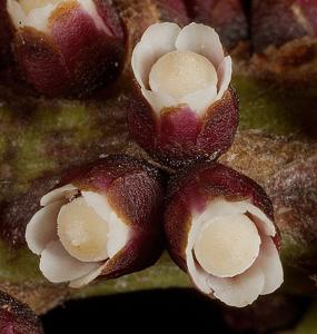 Pilostyles hamiltonii