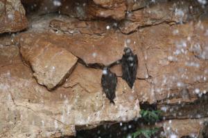 Cypseloides senex