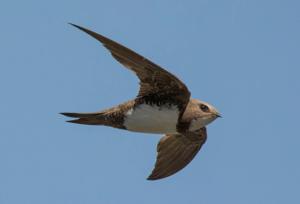 Tachymarptis melba