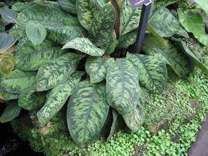 utils/thumbs/Araceae/Adelonema_8wzQKc9KYED4qsgfxGbEeQ.jpg