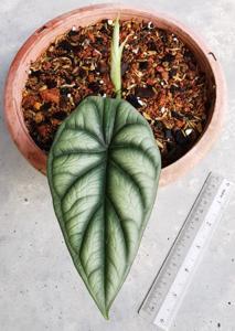 Alocasia baginda