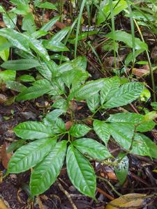 Amorphophallus beccarii