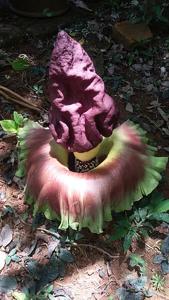 Amorphophallus paeoniifolius