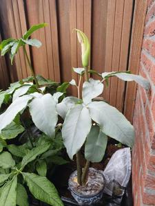 Amorphophallus glaucophyllus