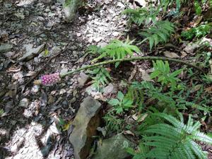 utils/thumbs/Araceae/Amorphophallus_NpQm5KVGHnD6JyGofB43JF.jpg