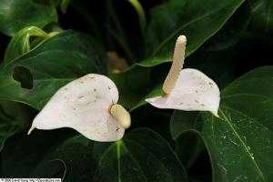 Anthurium clarinervium