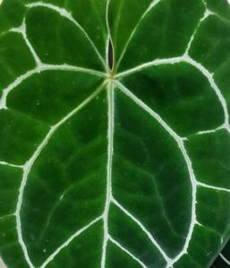 Anthurium crystallinum