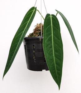 Anthurium warocqueanum