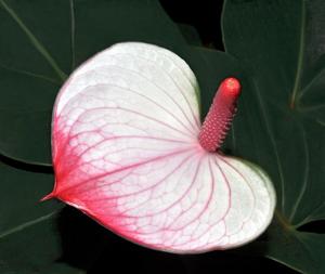 Anthurium andraeanum