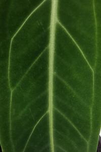 Anthurium warocqueanum