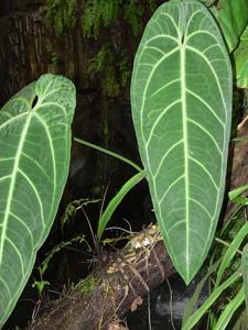 Anthurium warocqueanum