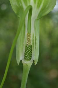 Arisaema prazeri