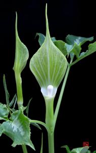Arisaema sikokianum