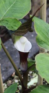 Arisaema sikokianum