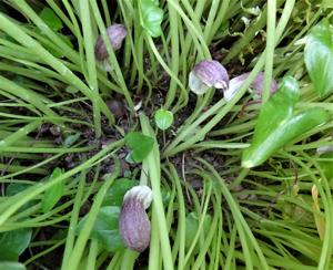 Arisarum proboscideum