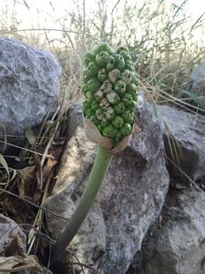 Arum palaestinum