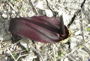 Biarum pyrami