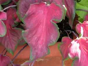 Caladium bicolor