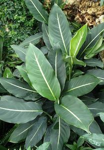 utils/thumbs/Araceae/Dieffenbachia_KwfokhrcbYR22DPLAMjSJ5.jpg