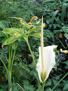 Dracunculus canariensis