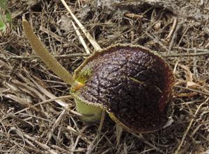 utils/thumbs/Araceae/Eminium_dWhJ2M6MiRi73eaCy7iy7x.jpg