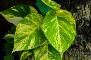 Epipremnum aureum