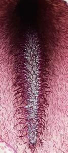 Helicodiceros muscivorus