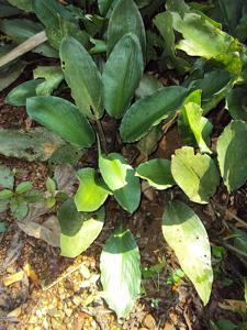 utils/thumbs/Araceae/Lagenandra_Z2KZeqdnyw9FZLD3ifAtLF.jpg
