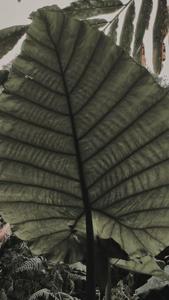 utils/thumbs/Araceae/Leucocasia_2HZ8HPi3sku8XgZjrRnMz5.jpg