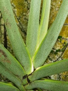 Monstera pinnatipartita